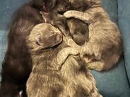 Maine Coon Kitten mit Stammbaum - Laatzen