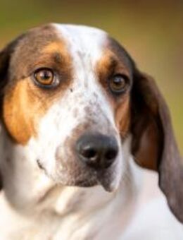 💜Asia - sanfte Hündin in Pflege in D - Würzburg