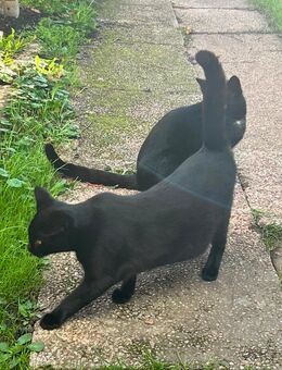 Hauskatzen - Völklingen