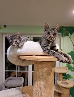 Mama und Tochter suchen ein Zuhause - Altomünster