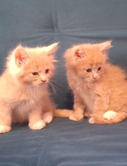 Mainecoon Mix Kitten - Kerpen (Kolpingstadt)
