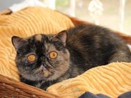 Wunderschönes kastriertes Paar Exotic-Shorthairkatzen(Kurzhaarperser) in rot und rot-schwarz, 2 jährig - Wiesbaden Erbenheim