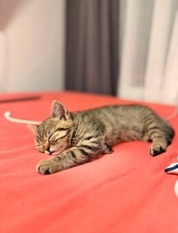 BKH Mix Kitte - Leverkusen