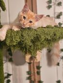 Hübsches Mainecoon Mädel in 48429