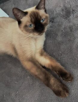Junge Siamkatze sucht neues Zuhause - Schweinfurt