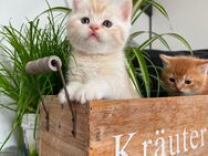 BKH Kitten Kater in Creme Tabby - Köthen (Anhalt)