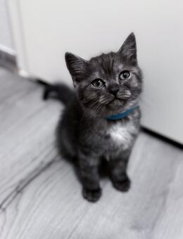 BKH Kitten ab sofort abzugeben - Wuppertal