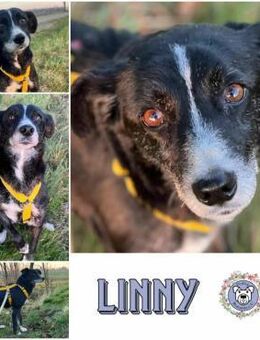 LINNY -zarte, verschmuste Hündin- - Duisburg