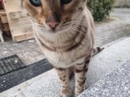 Bengal Kater Asgard - Gladenbach Zentrum