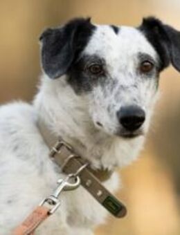 Spotty sucht hundeerfahrene Menschen - München