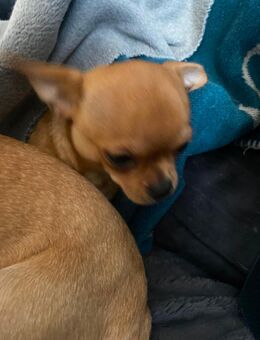 Mini Chihuahua Rüden - Augsburg