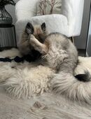 Wolfsspitz Welpe vom Züchter ? kerngesund, geimpft und gechippt in 26721