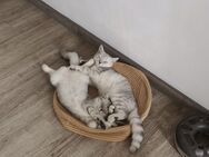 Kitten BKH - Schüttorf
