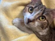 🐱 Liebe Sansa sucht Geborgenheit ❤️🐾 - Eislingen (Fils)