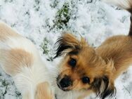 Jack Russel/ Papillon Mix Welpen - Neuenkirchen (Landkreis Diepholz)