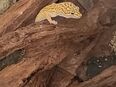 Leopardgecko Männchen (Notverkauf) in 32758