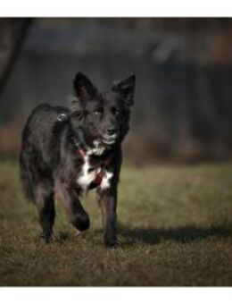 Anki - wartet in 57632 Ziegenhain - Oberwies