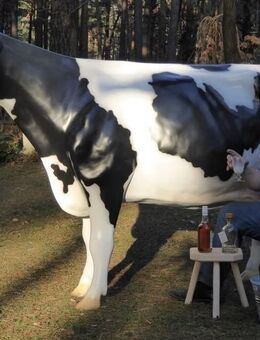 Melkkuh Holstein, "Alexandra", schwarz weiß, Kopf geradeaus, 2 x 19 Liter Tank, 270cm, HAEIGEMO - Heidesee
