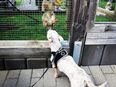 Sportlicher sehr typvoller Chihuahua Rüde 3,5j. KH 3,5kg 29cm hoch Lilac-Merle Sporthund Reitstallhund in 63628