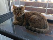 Europäisch Kurzhaar Mix Katze - Pfaffenhofen (Ilm)