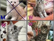Bezaubernde Maine Coon Kitten - Wegberg Zentrum