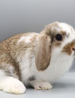 Kleine Zwergwidder Jungtiere Kaninchen Zwerghasen SOFORT abholbereit - Büchlberg