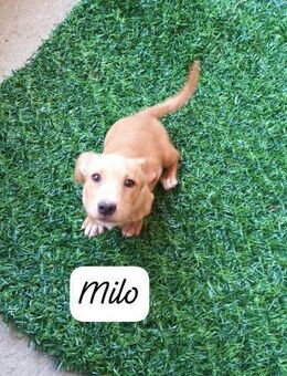 Milo💚💚💚 Süßes Hundekind - Bad Karlshafen