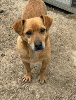 Bobo - verspielter Schatz - Dreikirchen