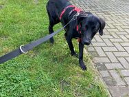 Labradormischlinghündin Jasmin möchte geliebt werden , sie ist 7 Monate alt - Angern