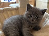BKH Babykatzen - Homburg