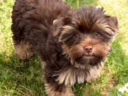Yorkshire Terrier Welpen Rüden und Hündinnen - Stuhr
