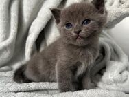 Katzen - Düren