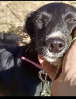 Zuckerschnäuzchen Matta - Hückelhoven