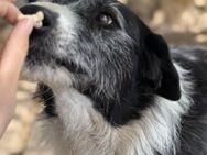 Zauberhafte Lady Nescha sucht Dich! - Kallmünz