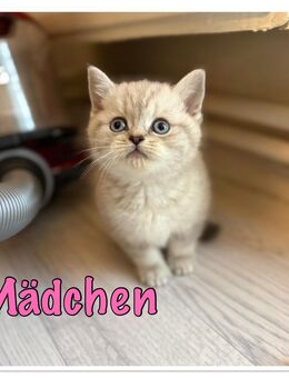 BKH Tabby Point Kitten - Bremen