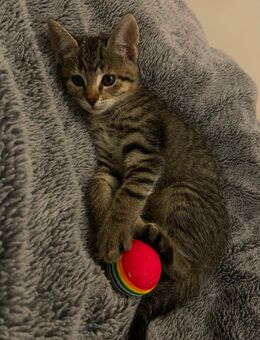 Süßes EKH Kitten - Warstein Zentrum