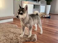 Pomklee, Alaskan KleeKai, Pomsky, Minihusky - Bad Oeynhausen Eidinghausen