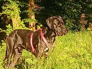 Percy sucht ein neues Zuhause - Hofheim (Taunus)