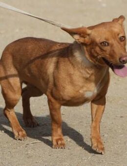 Minnie, freundlich, neugierig,vorsichtig - Westerholt