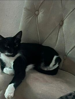 Katze sucht neues Zuhause - Brilon