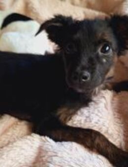 Papillon Mix Tashi will die Welt sehen E - Ludwigshafen (Rhein)