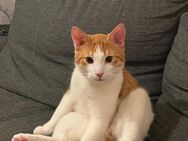 Felix sucht neues zuhause - Dresden