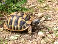 Griechische Landschildkröten (THB), Schildkröten, Nachzuchten 2020 und 2021 in 73037