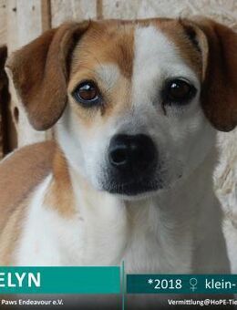 EVELYN - 2018 auf PS in 02633 Dretschen - Leimen (Baden-Württemberg)