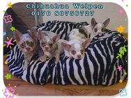 Chihuahua Welpen reinrassig♡ - Hannover