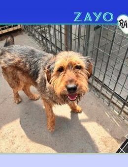 🤎🧡 ZAYO 🧡🤎 - KUSCHELMONSTER SUCHT... - Alfeld (Leine)