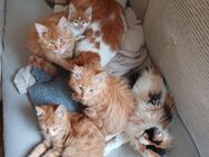 5 Niedliche Maine Coon Mix Kätzchen, Kitten abzugeben - Mertingen