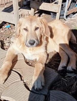 Hugo der Riese im Schafspelz - Schwerte (Hansestadt an der Ruhr)