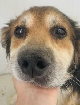 SOS! Gnadenbrotplatz für Muffin gesucht - Hamburg