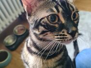 2 bengal kitten - Freiburg (Breisgau)